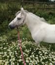 Jolie ponette 9 ans taille A