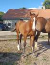 A vendre jolie poulain FM. 