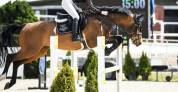ATMARO Z — showjumping zangersheide 