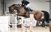 ATMARO Z — showjumping zangersheide 