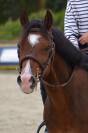 Poney maxi C