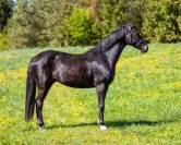 Oldenburg, 6 yo dressage