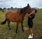 Belle trotteuse de 13 ans – jument avec bon mental et b
