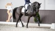 Dressage horse , 6 yo, Hanoverian