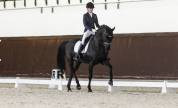 Dressage horse , 6 yo, Hanoverian