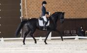 Dressage horse , 6 yo, Hanoverian