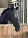 Jument PRE niveau AM2GP à vendre