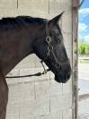Jument PRE niveau AM2GP à vendre
