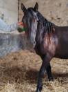 Magnifique poney pottock 