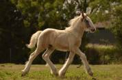 Poulain Irish cob,plein papier 