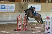 Hongre de 8 ans 