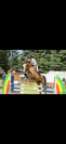 Cheval de sport 4 ans isabelle