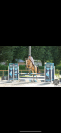 Cheval de sport 4 ans isabelle