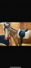 Cheval de sport 4 ans isabelle