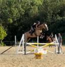 Cheval cso 4 ans isabelle