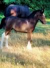 pretty'girl pouliche gypsian