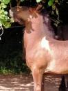 pretty'girl pouliche gypsian