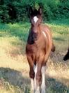 pretty'girl pouliche gypsian