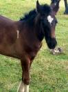 pretty'girl pouliche gypsian