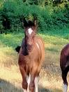 pretty'girl pouliche gypsian