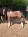 pretty'girl pouliche gypsian