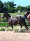 Magnifique hongre pottock 