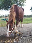 Cheval de trait breton – Calme et expérimenté