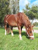 Cheval de trait breton – Calme et expérimenté