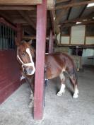 Cheval de trait breton – Calme et expérimenté