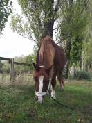 Cheval de trait breton – Calme et expérimenté