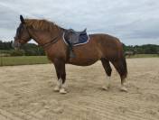 Cheval de trait breton – Calme et expérimenté