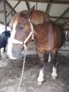 Cheval de trait breton – Calme et expérimenté