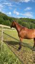 Cheval cherche nouvel maison