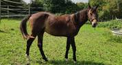 Beau Poulain  SF 2024 male (x Othello du Phare)