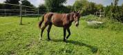 Beau Poulain  SF 2024 male (x Othello du Phare)