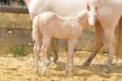Pouliche Quarter Horse a réserver 