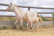 Pouliche Quarter Horse a réserver 
