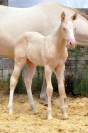 Pouliche Quarter Horse a réserver 