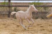 Pouliche Quarter Horse a réserver 