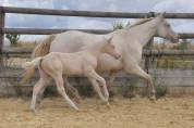 Pouliche Quarter Horse a réserver 