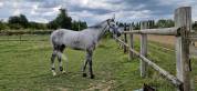 Cheval de 7ans amateur