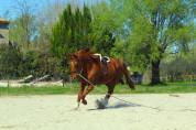 Demi pension cheval
