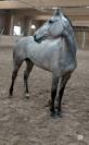 Demi pension sur mon cheval Cami