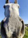 Demi pension sur mon cheval Cami