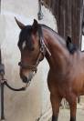 Poney hongre OC 6 ans
