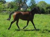 Poney hongre OC 6 ans