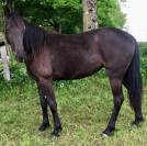 Perly pouliche Américaine TWH 