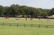 Haras de Reproduction Clé en Main sur 52 ha dans le Morbihan (5
