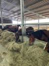 Propiedad ecuestre En venta Morbihan