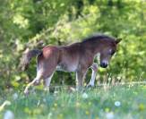 Oliev, New Forest 1 an